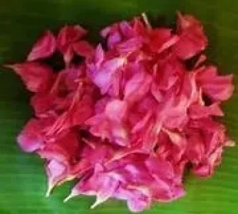 Arali Red/Pink