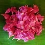 Arali Red/Pink