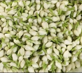 Jasmine Loose