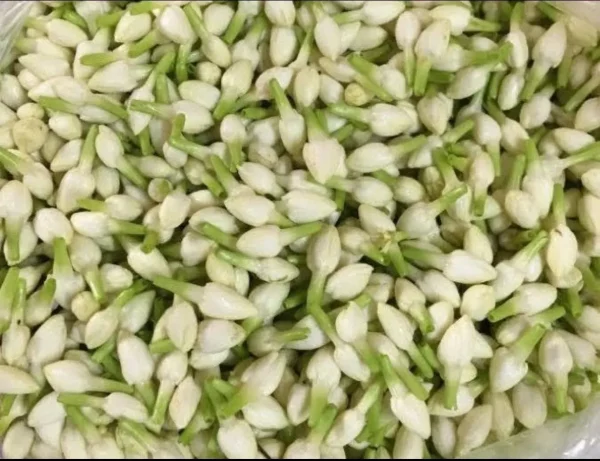 Jasmine Loose