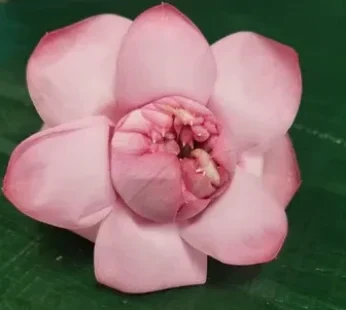 Lotus (Pink/White)