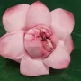 Lotus (Pink/White)