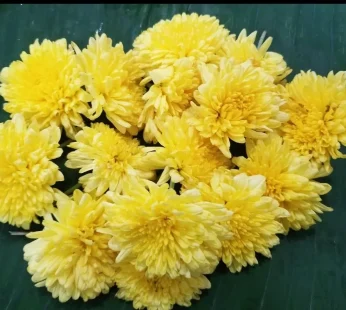 Mums- Yellow