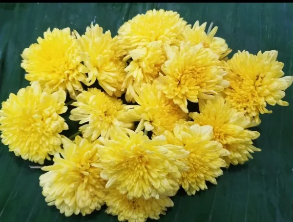 Mums- Yellow