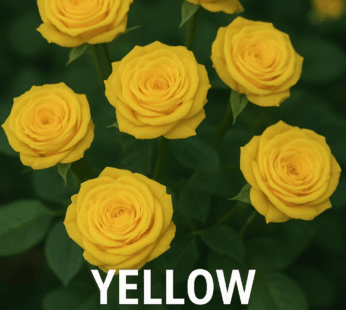 Roses loose (Yellow)