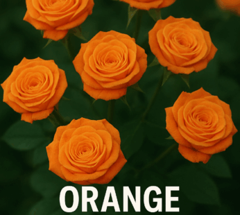 Orange Button Roses