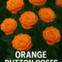 Orange Button Roses