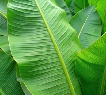 Banana Leaf