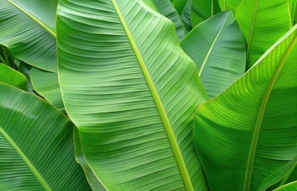 Banana Leaf
