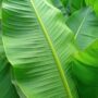 Banana Leaf