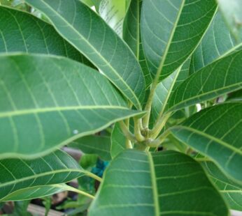 Mango Leaves Stem (10 leaves)